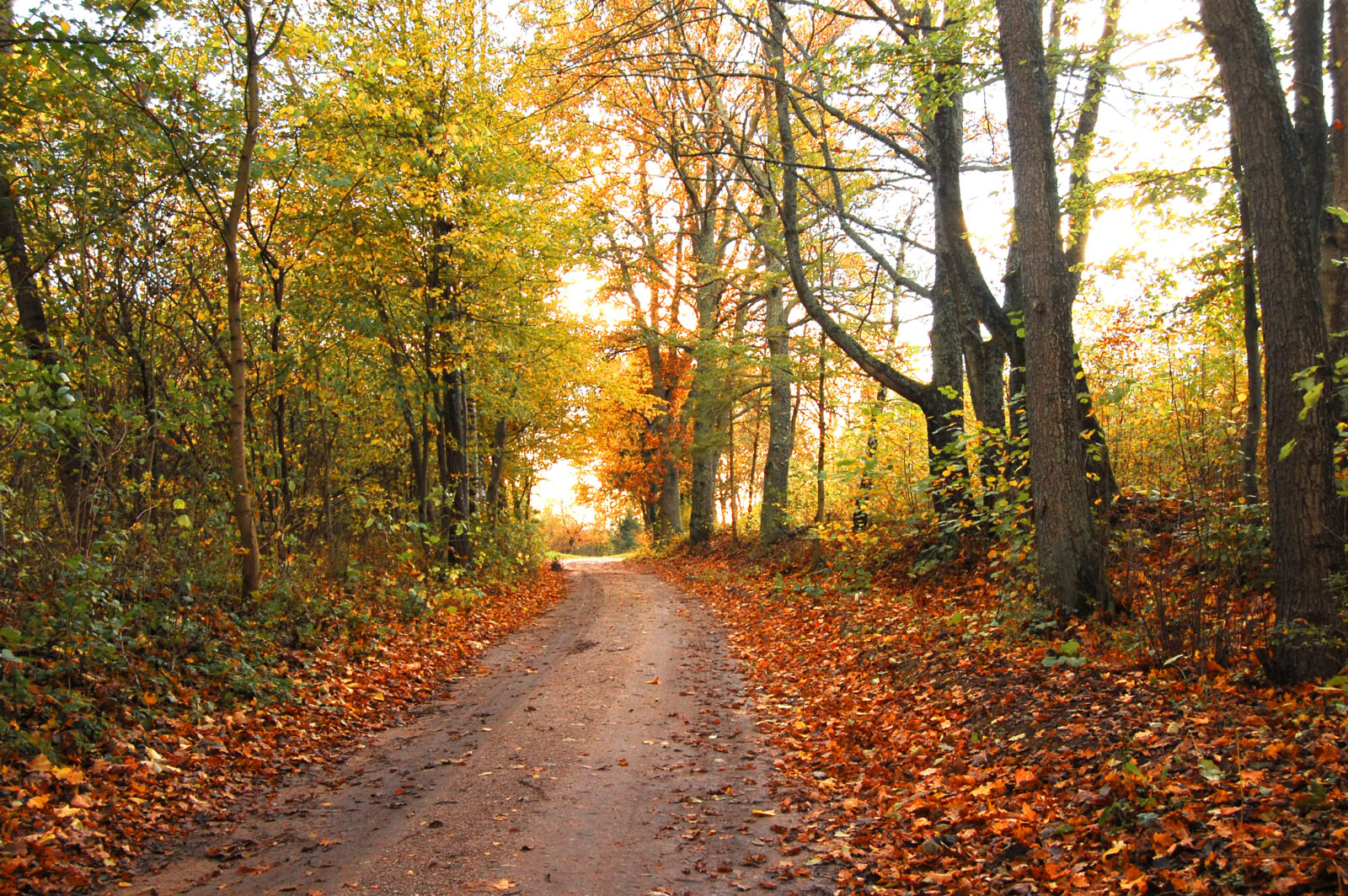 Autumn scenery